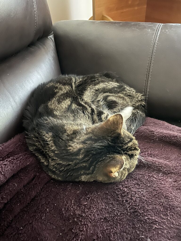 A black and gray tabby with white paws lying curled up on a burgundy blanket. 