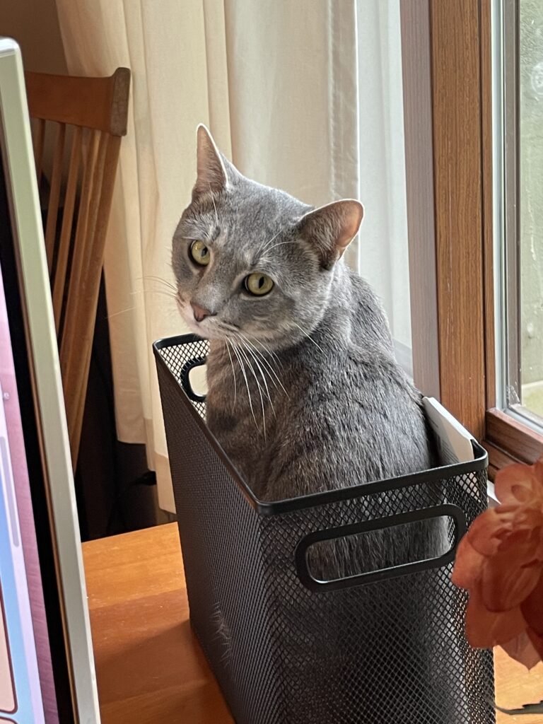 A silver tabby cat with golden eyes sitting in a filing box and looking back at the camera.